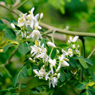 Moringa