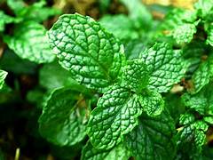 Mint
