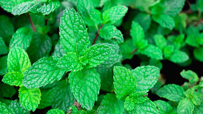 Peppermint