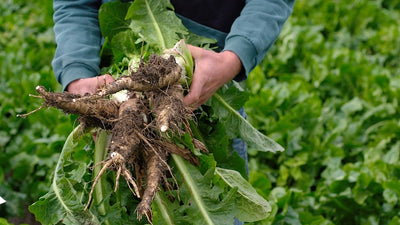 Chicory root extract