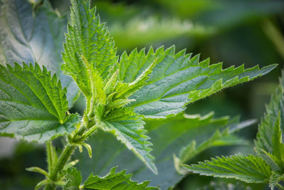 Nettle
